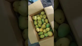 Organic Mangoes from nearby farm 🚜