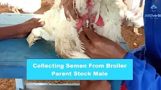 How To Collect Semen From Broiler Parent Stock Chicken | Artificial Insemination |