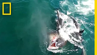 Watch: Orcas Hunt a Whale in Rare Video | National Geographic