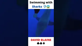 Swimming with Sharks 🦈😱 | David Blaine ♠️♦️♣️