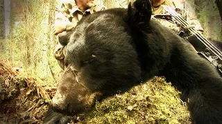 Moment of Truth: How to Correctly Judge Black Bears