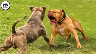 Only these Dogs That Can Easily Beat a Pitbull Dog in a Fight