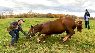 IT'S TIME TO CASTRATE OUR SUFFOLK PUNCH COLTS (PART 1) #394