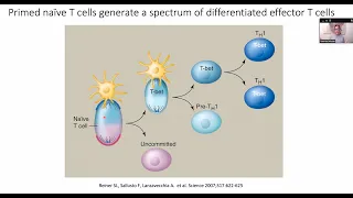 Human T cell subsets in health and diseases by Dr. Federica Sallusto