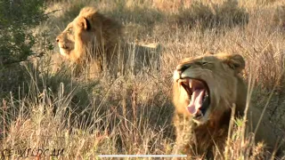 New Male Lions Invade the Mayanbula Pride's Territory! Will a Take Over be Next? Ep 90