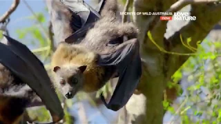 Тайны дикой природы Австралии : Летучие лисицы 4K