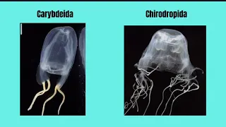 Beleza Mortal- Classe Cubozoa / PPCC de Zoologia De Invertebrados I