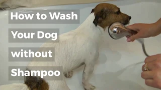 How to Wash Dog without Dog Shampoo