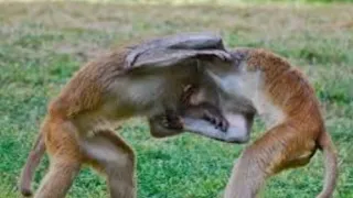 Monkey fight🤣funnyvideo, ಮಂಗಗಳ ಜಗಳ ನೋಡಿ 🤣🤣🤣