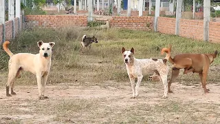 Lead all dogs to see countryside || #  371 Nature Show