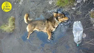 Brave Little Dog Trapped In Tar Refused To Stop Barking Until Somebody Heard Him