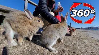 VR 360° | An enthusiastic welcome! Rabbits gather around people!