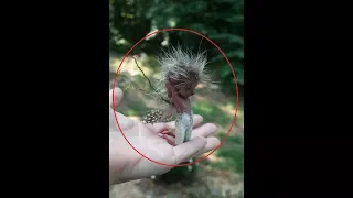 Top 5 Real Fairies Caught on Camera & Spotted in Real Life