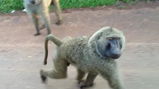 Mission to Lira, Africa - Feeding the Baboons