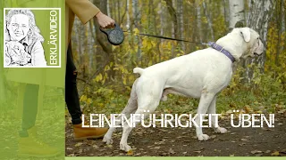 Leinenführigkeit üben ➡️ Deine Hausaufgaben für bessere Leinenführigkeit! ➡️ Erklärvideo ✔️