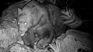 A mouse hides from a bear in the San Bernardino National Forest