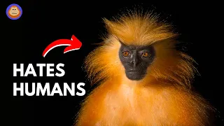 Why Golden Langurs Avoid Humans