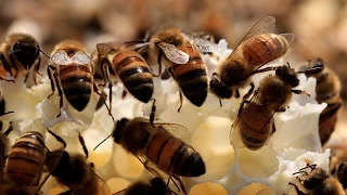 Making honey from rooftop bees