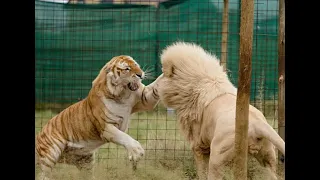 Lion vs Tiger-Giant Golden Tiger vs White Lion