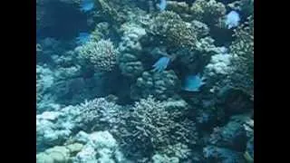 Home reef, Hurghada, Coral Beach