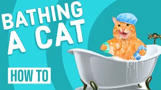 How To Bathe A Cat