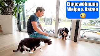 Welpe trifft 1. Mal auf Katzen 😳 Füttern & schlafen! Hund & Katze Eingewöhnung! Mamiseelen