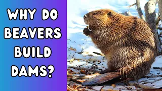 Why do beavers build dams? Life of a beaver #documentary #animals #beaver