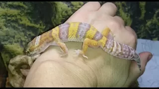 Эублефар с рахитом, результат лечения за 2 месяца. Морфа Tremper Albino