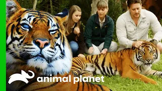 Australia Zoo's Tiger Conservation Programme | Crikey! It's The Irwins