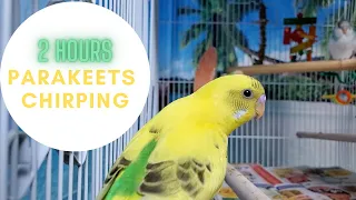 2 hours budgies chirping parakeets sounds---Play for your budgie or parakeet.