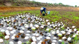 wow amazing skills! now after the raining pick a lots of snails and eggs by hand / Mr Farmer TV