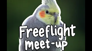 Scotland Free Flight Meet Up: Vol.2 || Free Flying Parrots