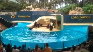 Loro Park Seal Show