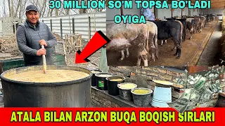 BUQA BOQISH SIRLARI UYDA ATALA BERIB 30 TA BUQADAN QANCHA DAROMAD OLSA BO’LADI