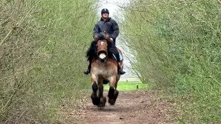 [Dutch Draft Kim & Maarten] A Full Canter!!