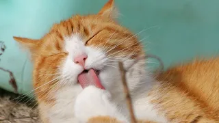 OMG So Cute Cats ♥ Best Funny Cat Videos 2021