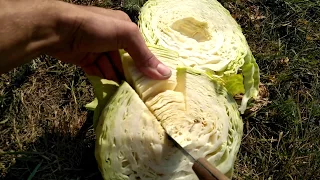 Капуста ринда. Cabbage Rinda