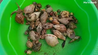 Tangkap kelomang besar dan Kecil-kecil, mencari dan menemukan kelomang, Umang-Umang, hermit crab