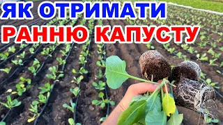 Вирощування капусти під агроволокном  !