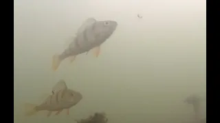 Балансир или блесна? Подводные съемки. Perch Fishing Underwater.