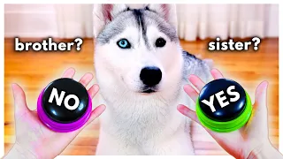 Dog Answers Fan Questions Using Talking Buttons!