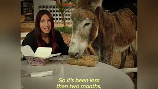 Rescue Donkey Couldn't Walk Until...