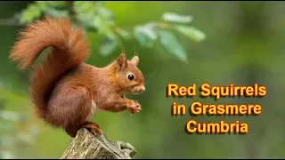 Red squirrels in Grasmere Cumbria