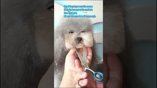 How to trim a cute muzzle with OPAWZ Grooming Shears