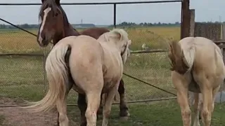 Horses Meet For The First Time ।  Beautiful Horse Meeting