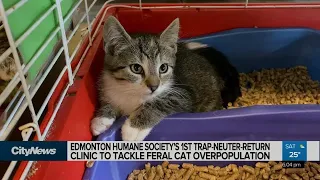 Edmonton Humane Society tackling cat overpopulation