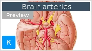 Arteries of the brain: inferior view (preview) - Human Anatomy | Kenhub