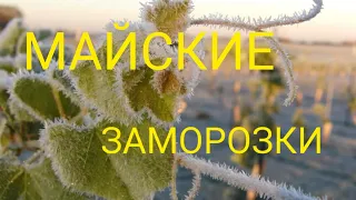 Заморозки на винограднике       07.05.2023