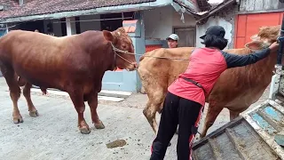 Penuhi tugas pejantan tangguh