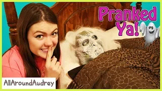 Family Fun Halloween Pranks! / AllAroundAudrey